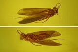 Detailed Fossil Caddisfly (Trichoptera) In Baltic Amber #170099-1